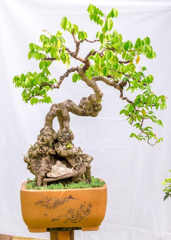 Bonsai Villa Hoi An Eksteriør bilde