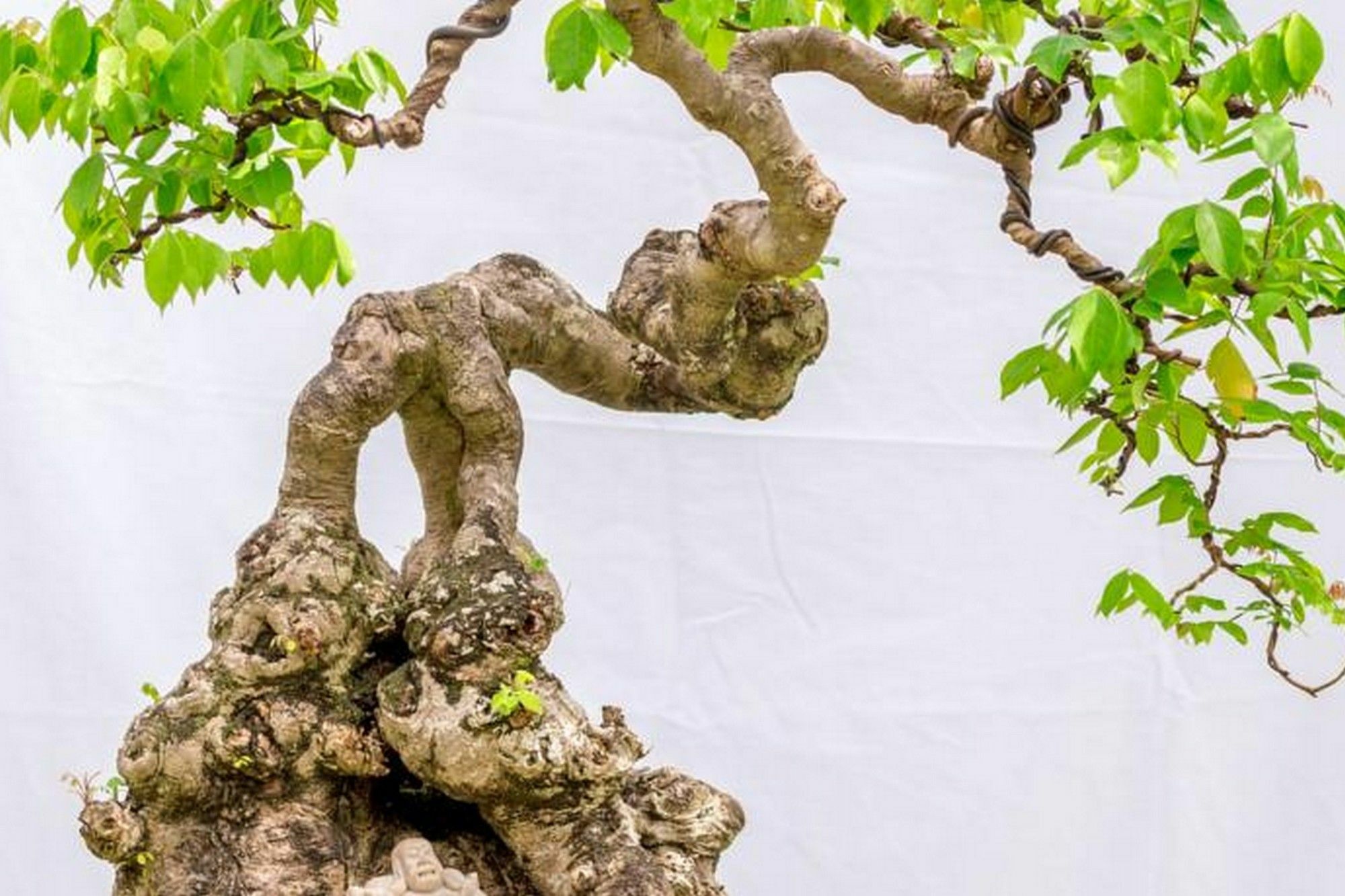 Bonsai Villa Hoi An Eksteriør bilde